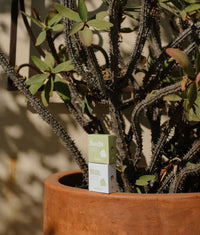 GREEN Shampoo & Conditioner Set