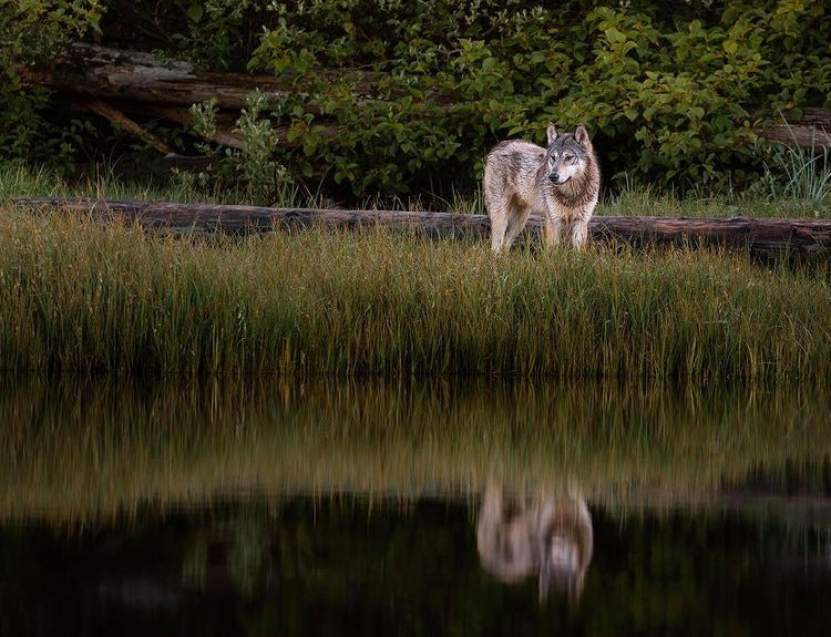 Save B.C. Wolves!